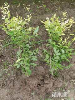 高度40厘米金禾女贞