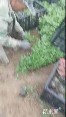 高度20厘米蜀葵