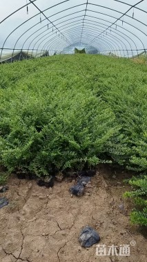 高度35厘米亮绿忍冬小苗