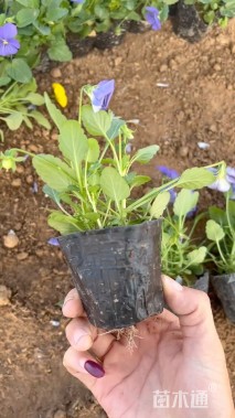 高度15厘米角堇