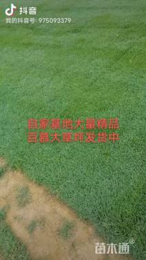 草毯状百慕大草