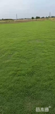 草卷状百慕大草