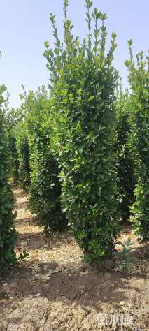 高度1.5厘米大叶黄杨柱