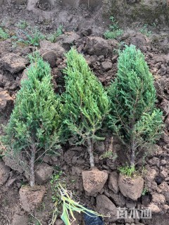 高度90厘米河南桧