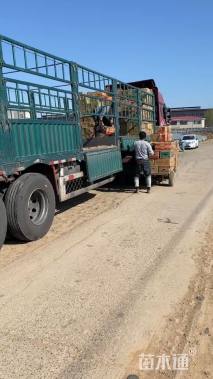 高度22厘米菊叶天竺葵