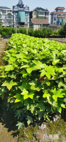 高度30厘米熊掌木小苗