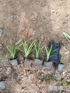 高度15厘米阔叶麦冬