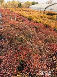 高度60厘米南天竹