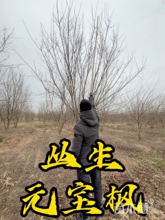 高度500厘米丛生元宝枫