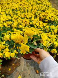 高度15厘米三色堇