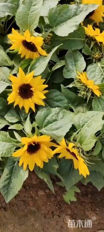 高度20厘米向日葵
