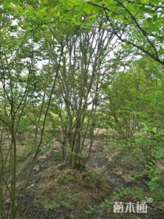 高度350厘米丛生紫薇