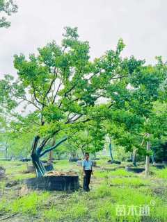 25公分造型乌桕