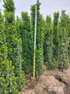 高度180厘米北海道黄杨柱