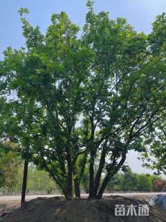 高度700厘米丛生蒙古栎