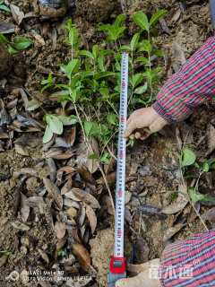 冠幅38厘米月月桂球