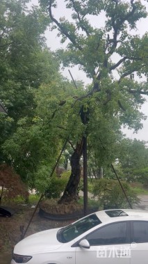 40公分朴树