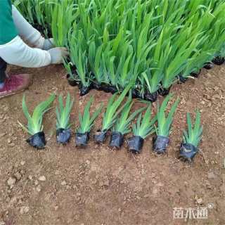 高度10厘米紫鸢尾