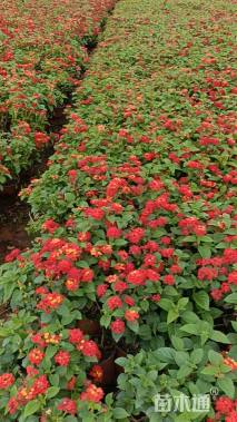 冠幅20厘米五色梅