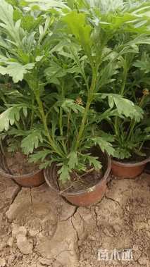 高度20厘米木春菊