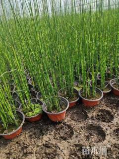 高度50厘米木贼