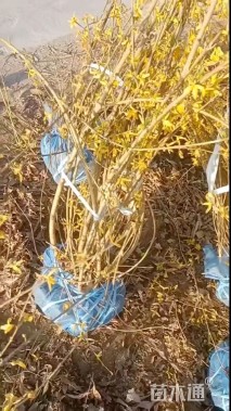 高度150厘米连翘