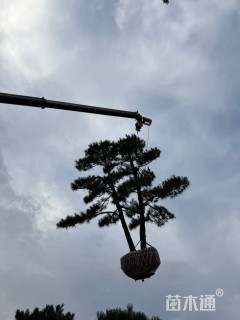 25公分造型油松