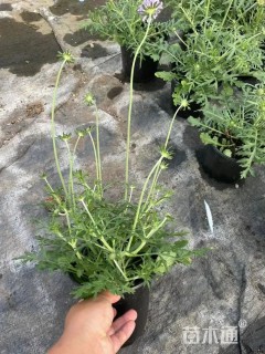 高度40厘米蓝盆花