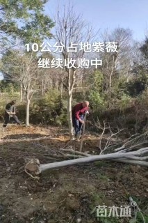 高度400厘米丛生紫薇