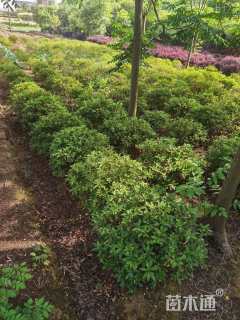 冠幅80厘米金森女贞球