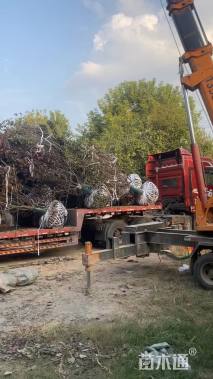 高度500厘米丛生紫叶李