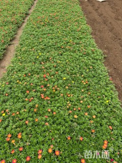 高度10厘米太阳花