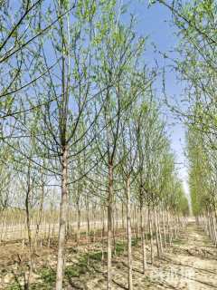 9公分柳树