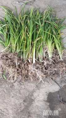 高度30厘米鸢尾