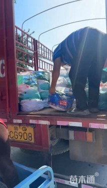 高度30厘米姬小菊