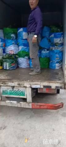 高度30厘米花叶鸭脚木