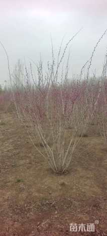 高度300厘米丛生紫荆