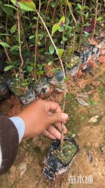 高度25厘米桃金娘