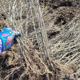 高度50厘米水蜡