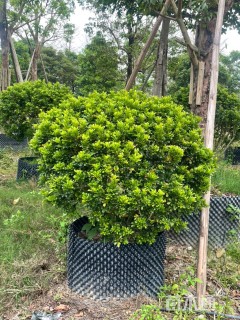 高度150厘米米兰球