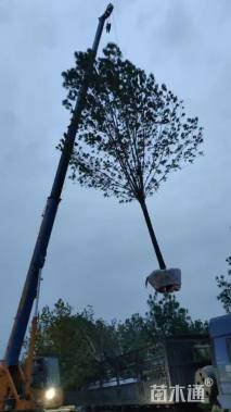 17公分速生白蜡