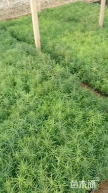 高度30厘米地肤