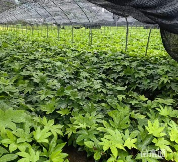 高度40厘米八角金盘