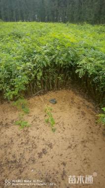 高度60厘米紫穗槐