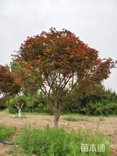 18公分日本红枫