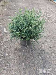 高度30厘米灌从石蚕