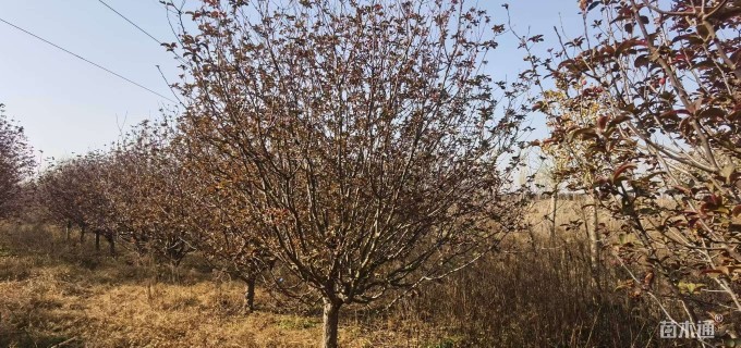 15公分亚当海棠