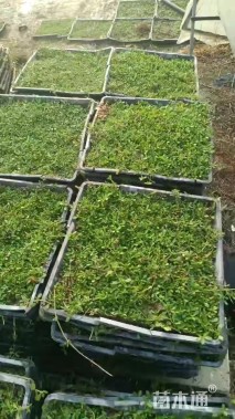 高度10厘米姬岩垂草