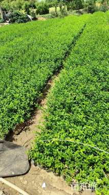 主蔓长20厘米小叶扶芳藤