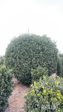 冠幅240厘米大叶黄杨球